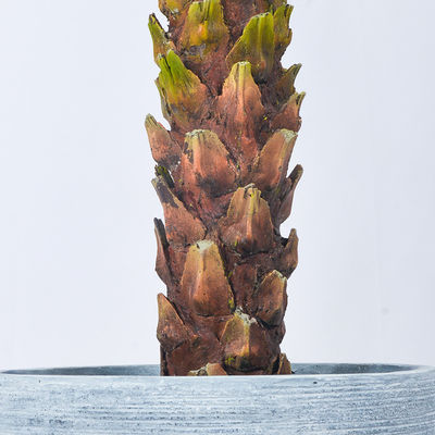 Dorm Room 3 Meter Artificial Potted Floor Plants Phoenix Palm Tree Plants